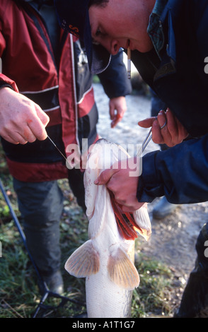 fisherman removing hook from pike Stock Photo