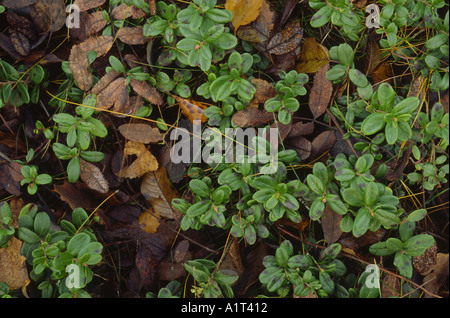 Bilberry plant in pine forest, closely related to the American blueberry plant Stock Photo