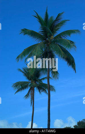 Two towering palm trees against blue sky, Maui, Hawaii, USA (Aug 2006) Stock Photo