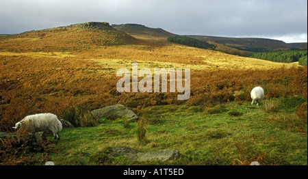 SHEEP AND CARL WARK DERBYSHIRE ENGLAND Stock Photo