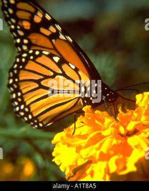 Monarch butterfly resting on Marigold blossom. St Paul Minnesota MN USA Stock Photo