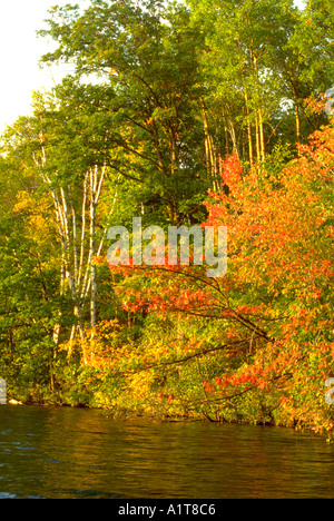 Stand of birch and a variety of trees in the autumn on Sand Lake. Cumberland Wisconsin WI USA Stock Photo