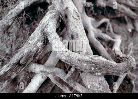 Nature "Still Life" Tree Roots, Entwined, Detail Stock Photo