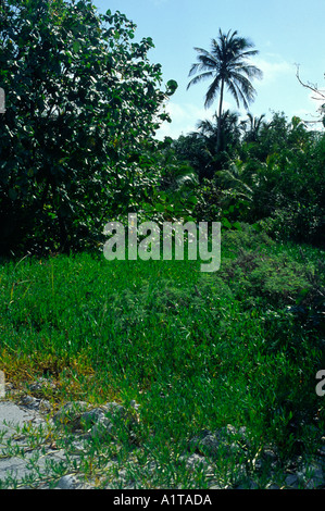 Bush vegetation interior Little Cayman Cayman Islands Stock Photo