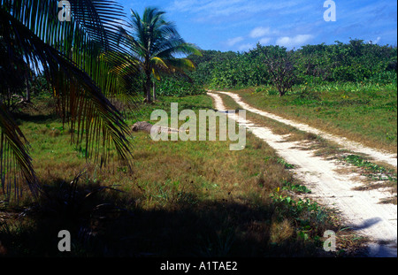 Bush vegetation and track interior Little Cayman Cayman Islands Stock Photo