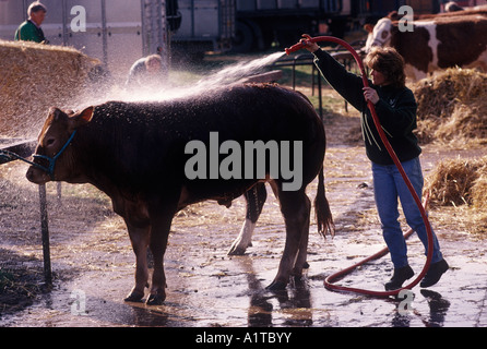 County Show Newark Nottinghamshire  Washing and preparing a bull for the competition England. 1990s HOMER SYKES Stock Photo