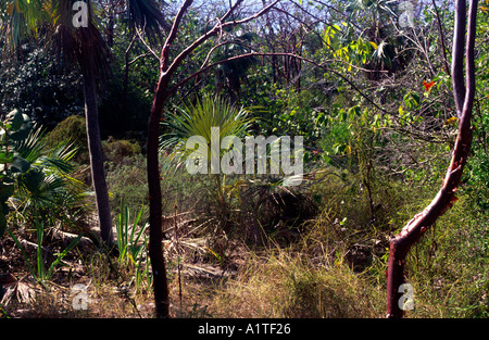 Bush interior Little Cayman  Cayman Islands Stock Photo