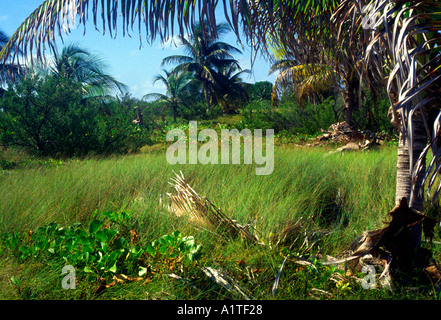 Bush interior Little Cayman  Cayman Islands Stock Photo