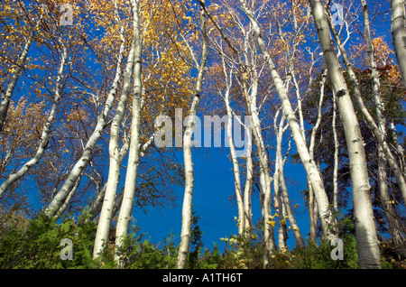 White trunks of silver birch against a blue sky Stock Photo