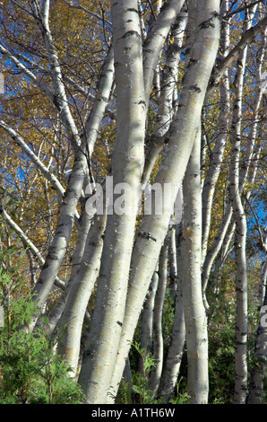 White trunks of silver birch Stock Photo