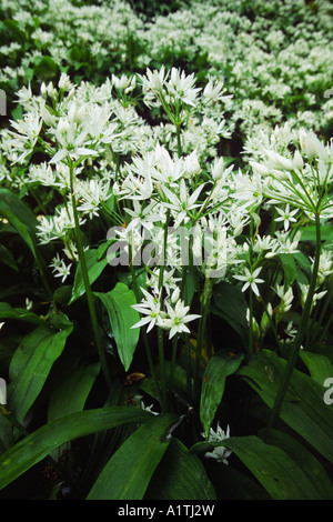 Ramsons or Wild Garlic (Allium ursinum) flowering in damp coppice woodland. Powys, Wales, UK. Stock Photo