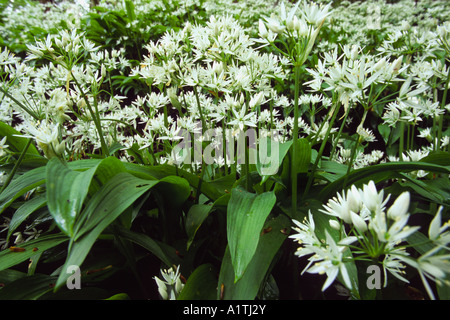 Ramsons or Wild Garlic (Allium ursinum) flowering in damp coppice woodland. Powys, Wales, UK. Stock Photo