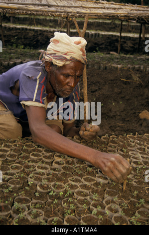 MAN PLANTING TREES AT A TREE NURSERY ETHIOPIA 1994 Stock Photo