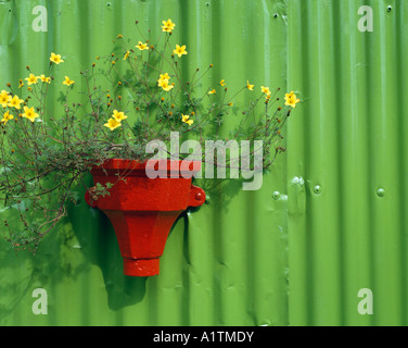 green wall with red flower pot, norfolk, england Stock Photo