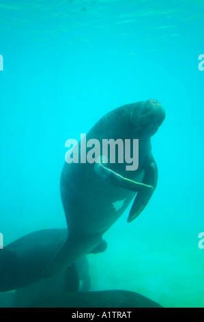 Amazonian manatees in an aquarium at Bosque de Ciencia Manaus Amazonas state Brazil Stock Photo