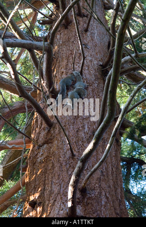 Looking Up Red Bark Trunk Douglass Fir Tree Where Three Grey Squirrels Sciurus Carolinensis Play Fight England UK 2006 Stock Photo