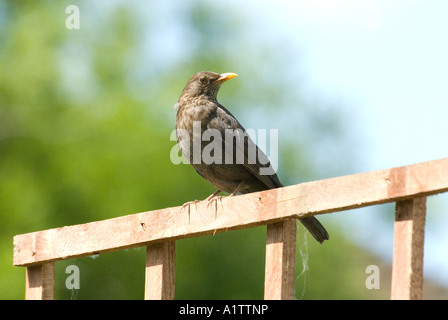 Blackbird female bird with brown markings perched on a garden trellis, Oxford, UK Stock Photo