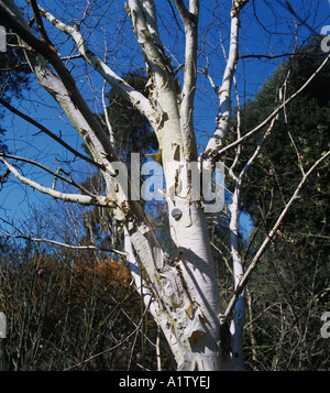 West Himalayan birch Betula utilis variety Jaquemontii leafless tree and white bark Stock Photo