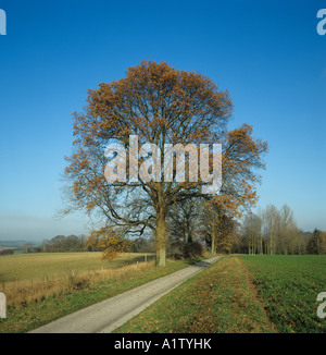 A single oak Quercus robur tree on a country road in autumn Stock Photo