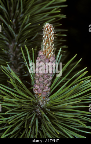 New growth female flower on Scots pine tree Pinus sylvestris Stock Photo