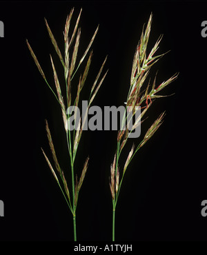 Upright brome Bromus erectus flower spikes against a black background Stock Photo