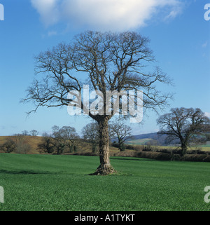 Single oak tree in a field at sunrise, black and white Stock Photo - Alamy