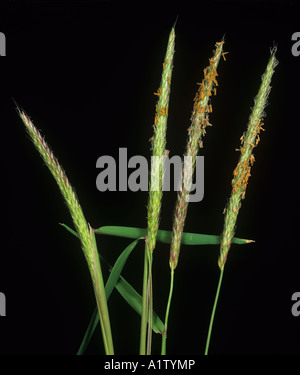 Flowering spikes of blackgrass Alopecurus myosuroides against black background Stock Photo