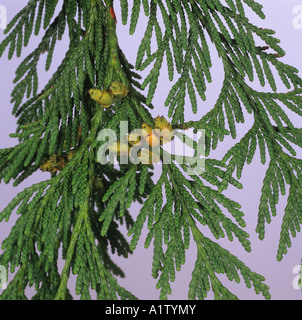 Western red cedar Thuja plicata foliage with young cones Stock Photo