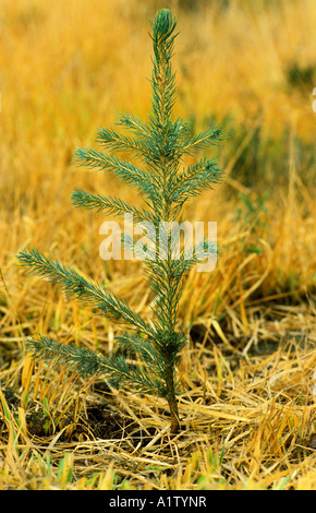 Norway spruce Picea abies young plantation tree Stock Photo