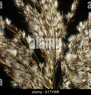 Backlit seedhead of a common reed Phragmites communis Stock Photo