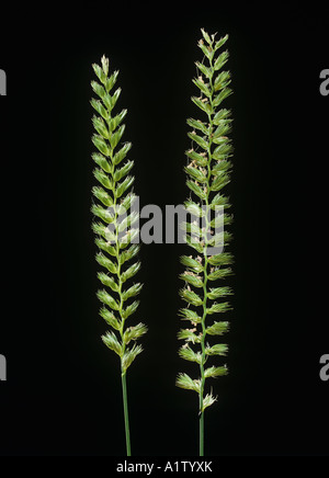 Crested dogstail Cynosurus cristatus grass flower spikes Stock Photo