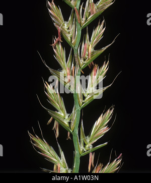 Italian ryegrass Lolium perenne flowering inflorescence Stock Photo
