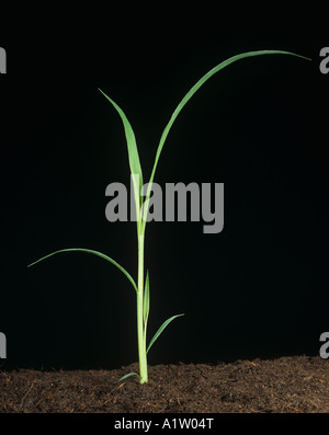 Giant foxtail Setaria faberi seedling grass weed Stock Photo