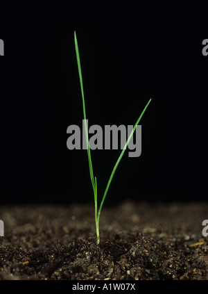 Silky bent Apera spica venti seedling grass with two leaves no tillers Stock Photo