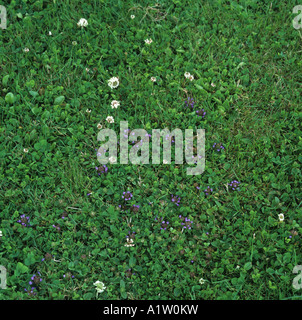 Self heal Prunella vulgaris and white clover flowering in close cut grass lawn Stock Photo