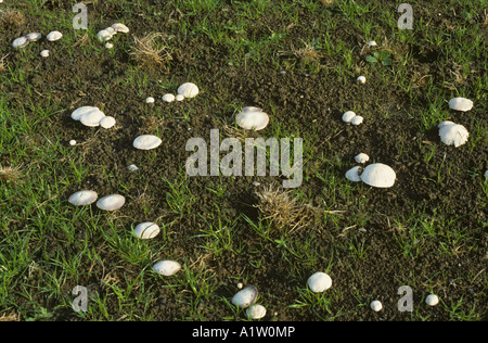 Field mushroom Agaricus campestris large number of caps in young grassland Stock Photo