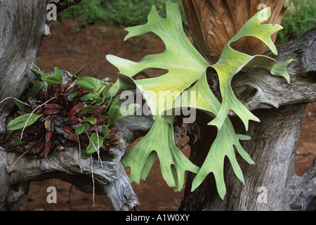 Staghorn fern Platycerium bifurcatum epiphytic ornamental plant on wood in a Thailand garden Stock Photo