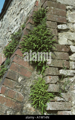 Maidenhair spleenwort Asplenium trichomanes growing on brick and stone wall Stock Photo