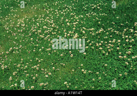 White clover Trifolium repens flowering weeds in garden lawn Stock Photo