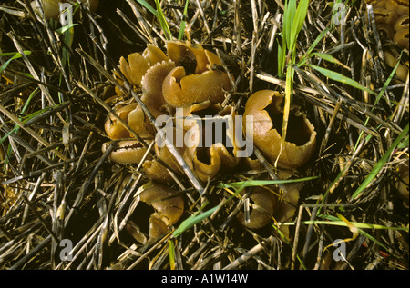 Palomino cup Peziza repanda fungus caps on straw Stock Photo