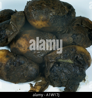 Watery wound rot Pythium ultimum potato tubers rotted by disease Stock Photo