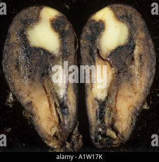 Watery wound rot Pythium ultimum rotted flesh in potato tuber section Stock Photo
