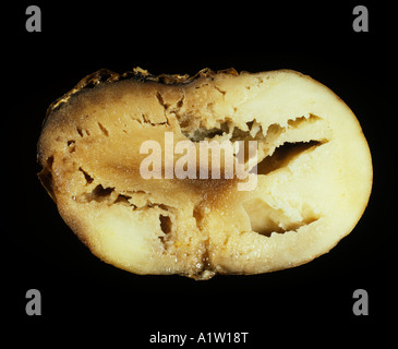Watery wound rot Pythium ultimum cheesey appearance of flesh in potato tuber section Stock Photo
