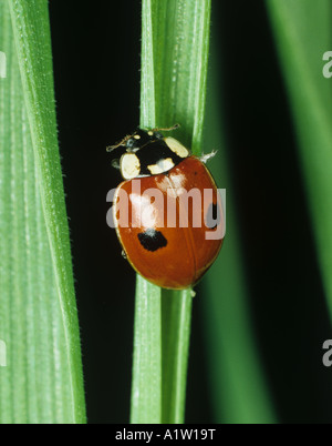 Two spot ladybird Adalia bipunctata adult aphid predator on a cereal leaf Stock Photo