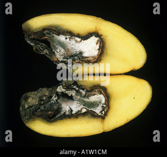 Gangrene Phoma exigua var foveata lesion cavity white mycelium in sectioned potato tuber Stock Photo