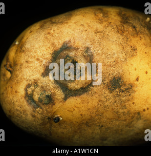 Potato mop top virus lesion with powdery scab pustule on a potato tuber Stock Photo