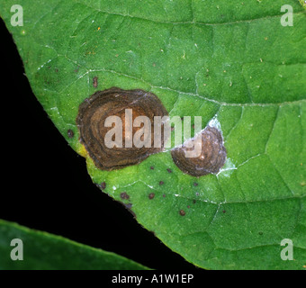 Potato early blight Alternaria alternata target spot lesion on a potato leaf Stock Photo