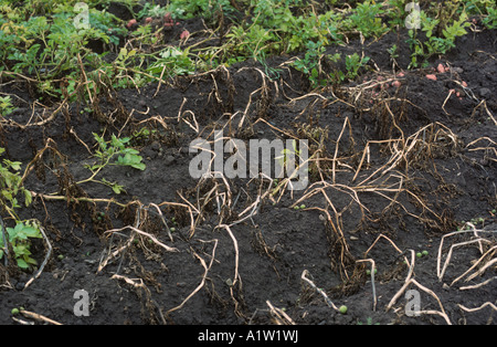 Potato cyst nematode Globodera rostochiensis severe damage to a potato crop Stock Photo