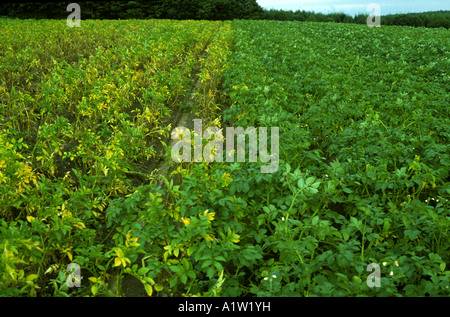 Golden potato cyst nematode Globodera rostochiensis damage to potato crop cv resistant variety Stock Photo