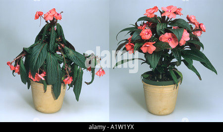 House plant Impatiens New Guinea hybrid before and after watering wilted cv recovered Stock Photo